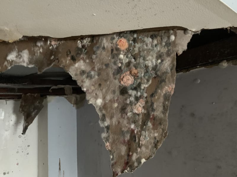 Mold remediation specialist at work